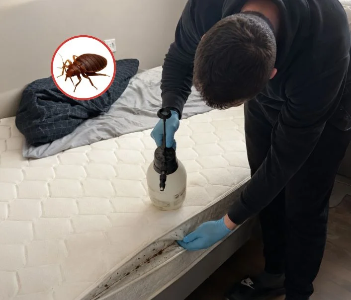Technicien traitant un matelas contre les punaises de lit à Berville